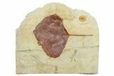 Fossil Leaf (Zizyphoides) - Montana #262393-1